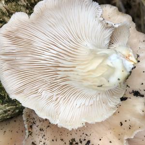 Oyster Mushroom