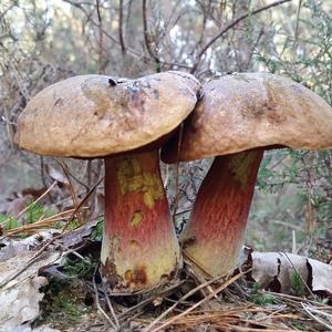 Dotted-stem Bolete