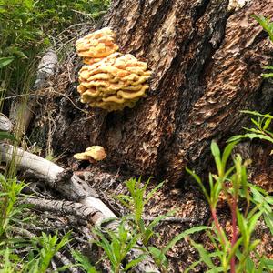 Chicken Mushroom