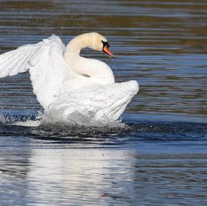 Höckerschwan