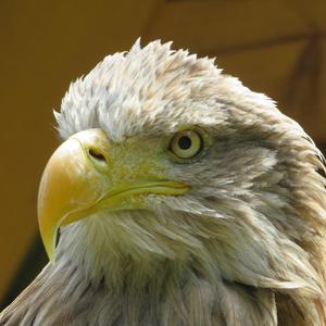 White-tailed Eagle