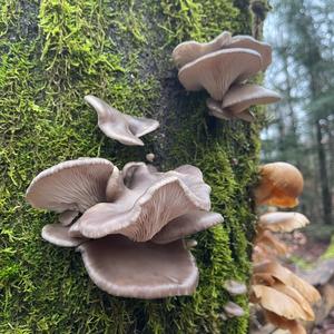 Oyster Mushroom