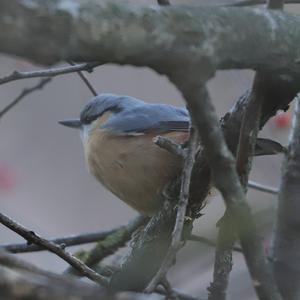 Wood Nuthatch