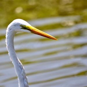 Great Egret