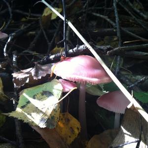 Pink Mycena