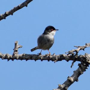 Sardinian Warbler