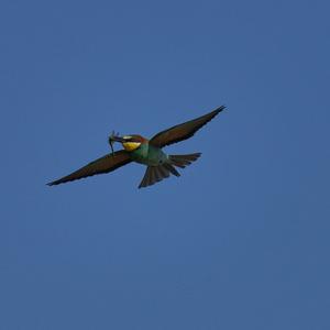 European Bee-eater