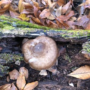 Fawn Mushroom