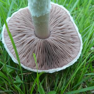 Meadow Agaric