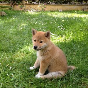 Shiba Inu