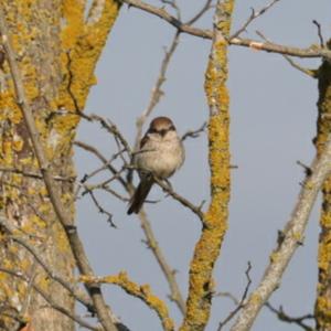 Spotted Flycatcher