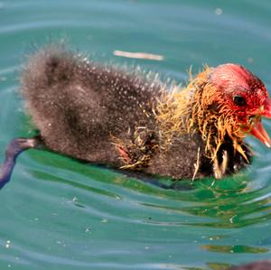 Bläßhuhn