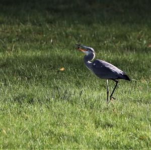 Grey Heron