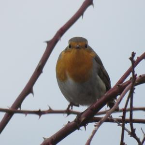 European Robin