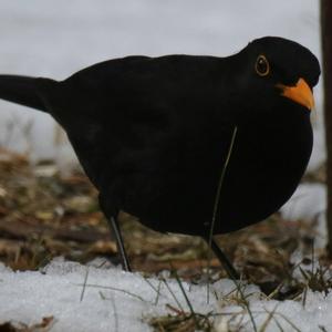 Eurasian Blackbird