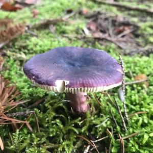 Shellfish-scented Russula