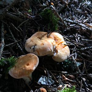 Hedgehog Fungus, Common