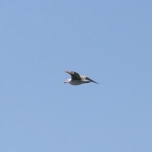 Herring Gull