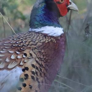 Common Pheasant