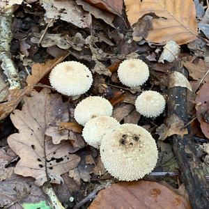 Gem-studded Puffball