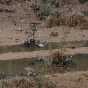 Little Ringed Plover