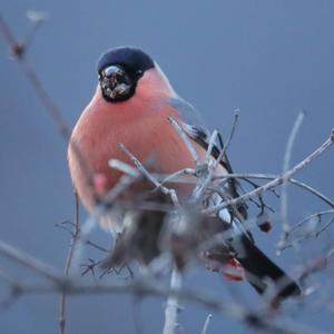 Eurasian Bullfinch