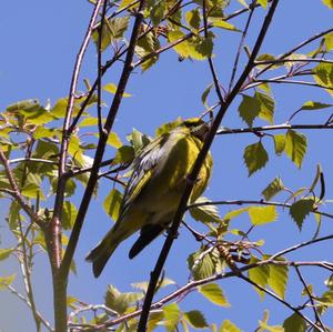 European Greenfinch