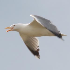 Yellow-legged Gull