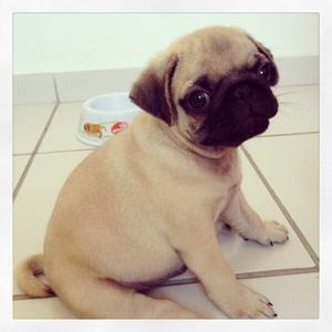 Pug