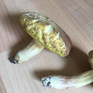 Unbekannte Art