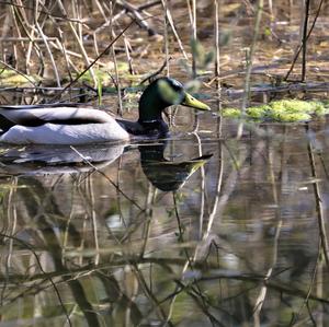 Mallard