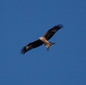 Red Kite