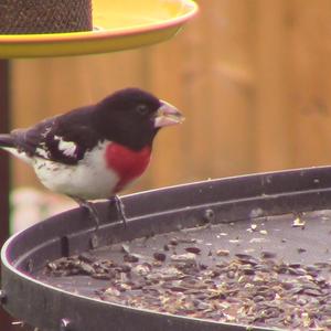 Rose-breasted Grosbeak