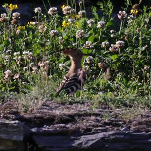 Eurasian Hoopoe