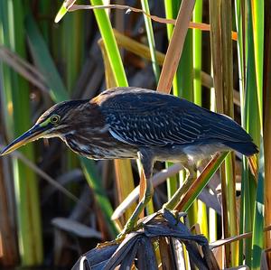 Green Heron