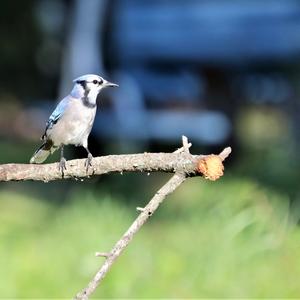 Blue Jay