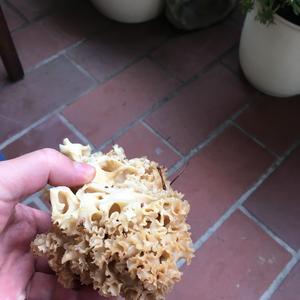 Eastern Cauliflower Mushroom