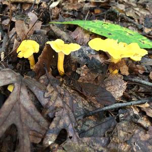 Chanterelle, Common