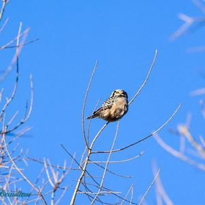 Northern Hawk Owl