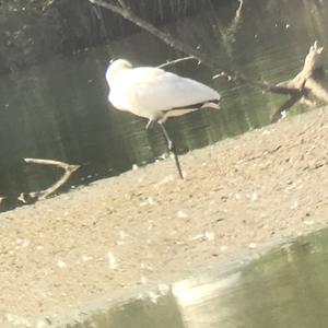 Eurasian Spoonbill