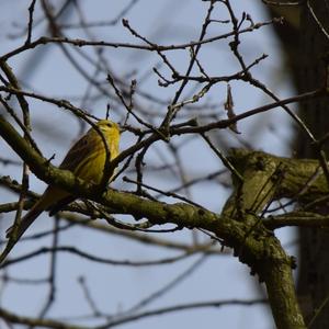 Yellowhammer