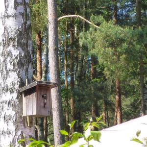 European Pied Flycatcher