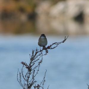 Zitting Cisticola