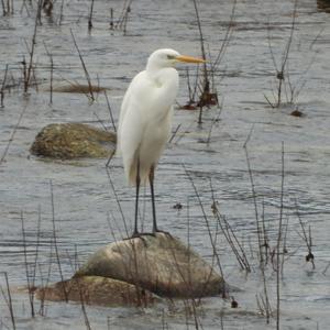 Great Egret