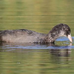 Common Coot