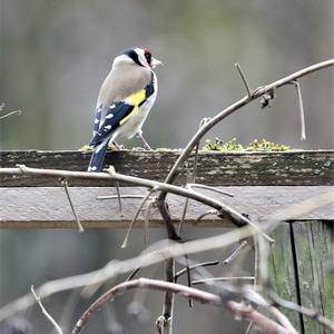 European Goldfinch