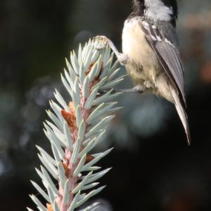 Coal Tit