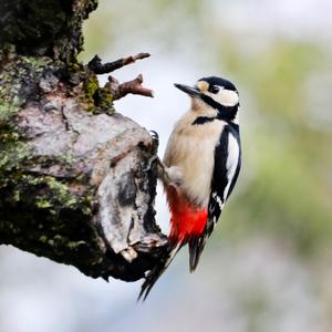 Great Spotted Woodpecker