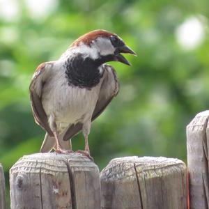 House Sparrow