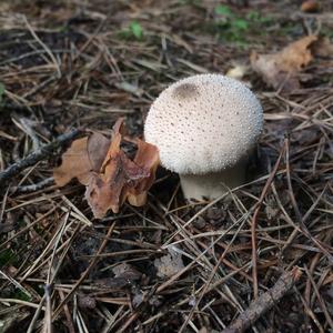 Gem-studded Puffball